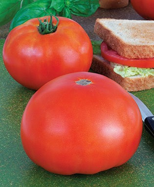 Park's Whopper Improved Tomato